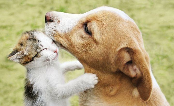 Behavior training