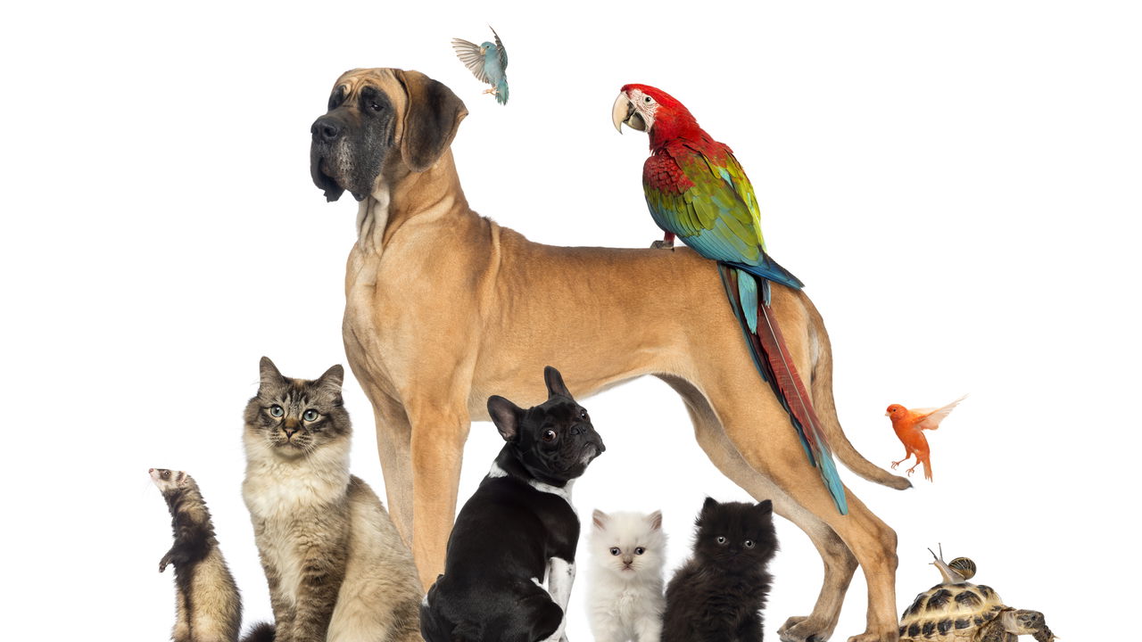 Pet care categories